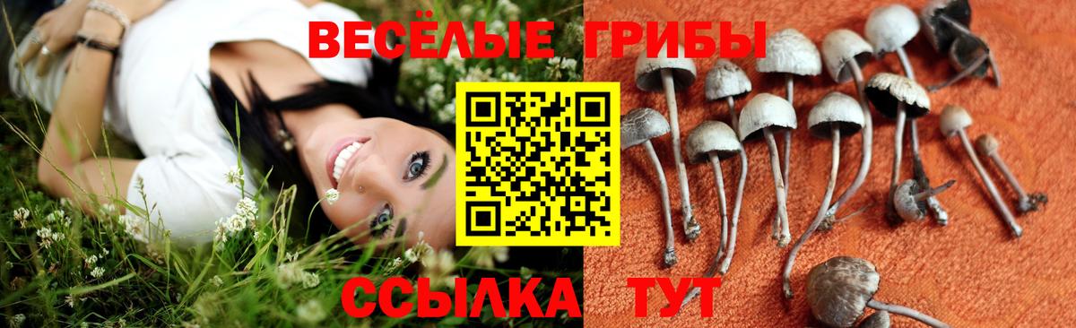 Галлюциногенные грибы Psilocybine cubensis  Вход с VPN  где купить наркоту  Волхов 